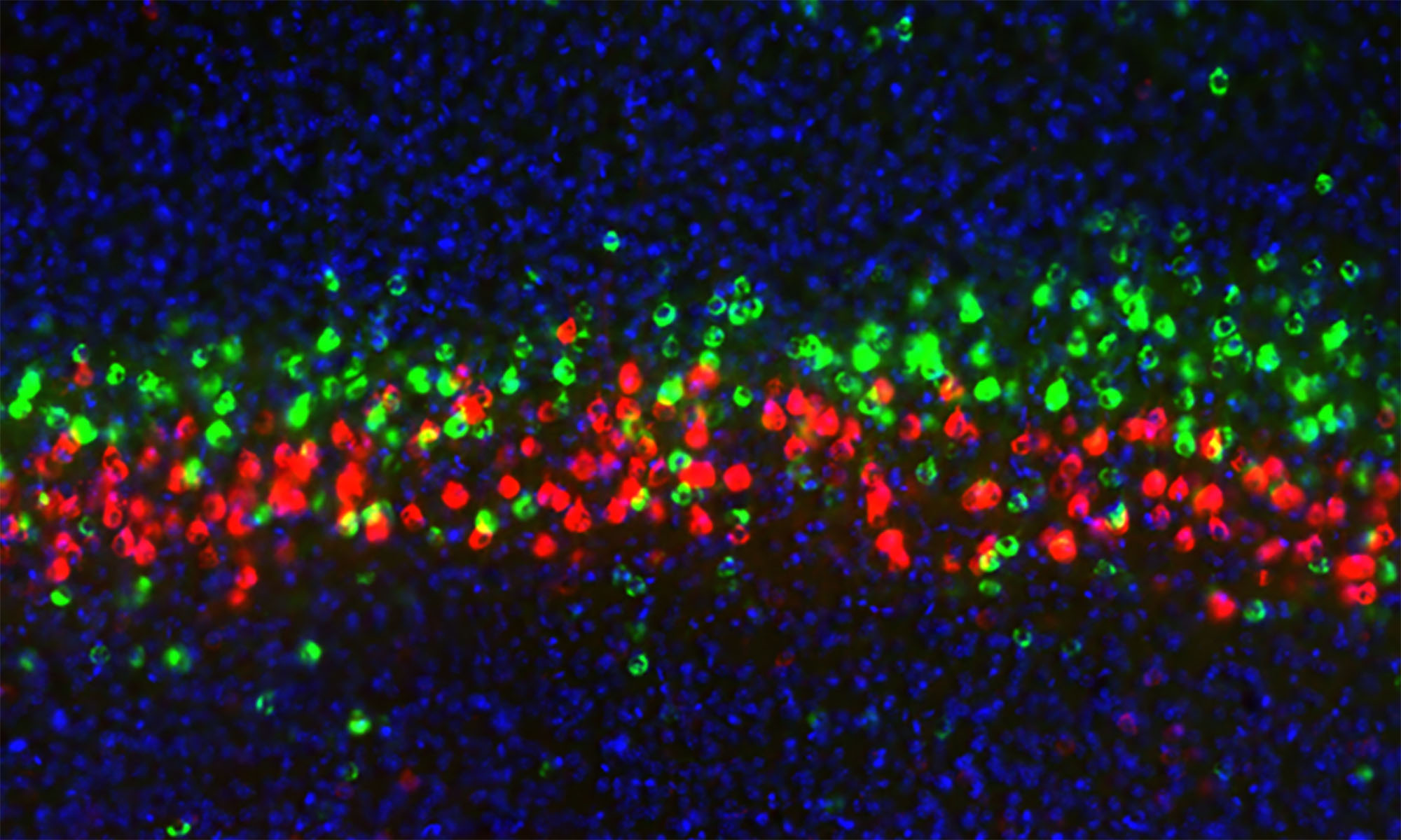 Identified cell populations in cortical layer 5