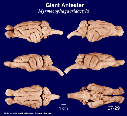 Giant Anteater Brain