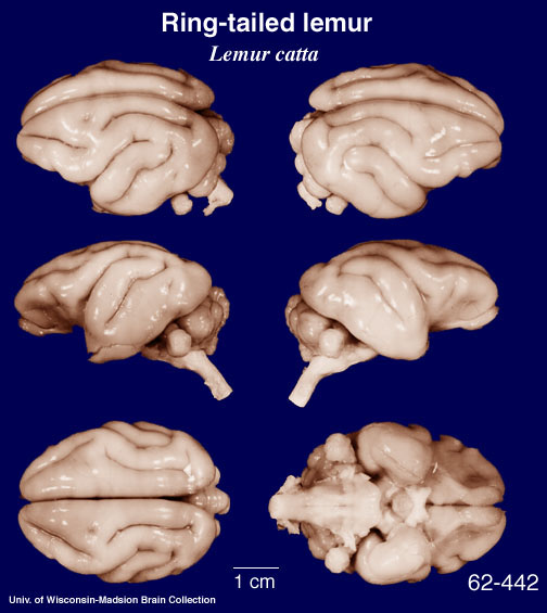 Lemur Brain