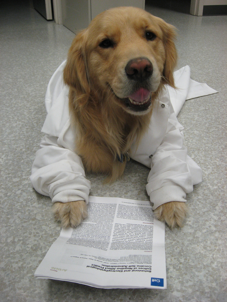 Dog in a lab coat
