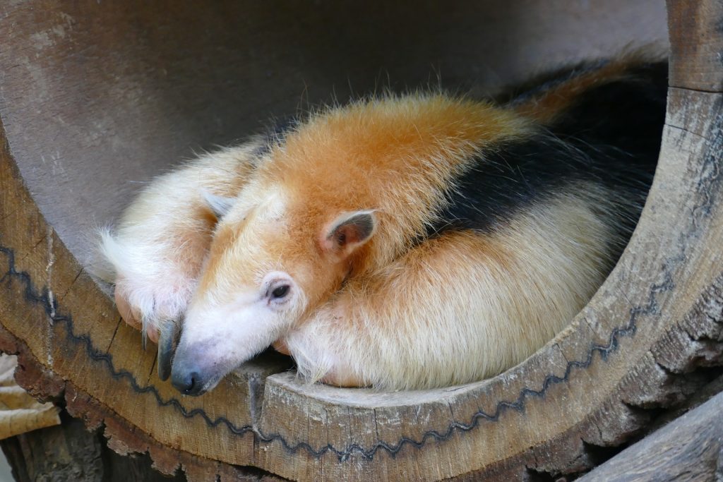 Anteater in a wooden barrel
